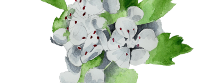 Aubépine